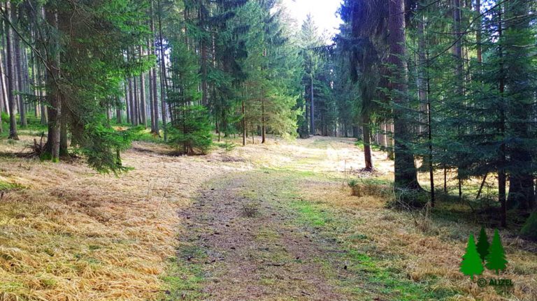 Baden im Wald als Naturtherapie